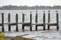 Fishing Roanoke Sound