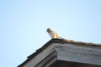 Our mocking bird alarm clock